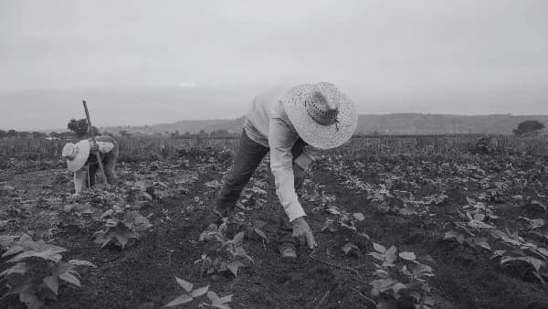 AGRICULTURE